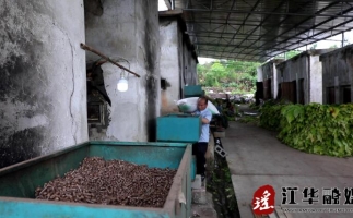 湖南省永州市江華縣：“綠色烘烤”助力煙農提質增收